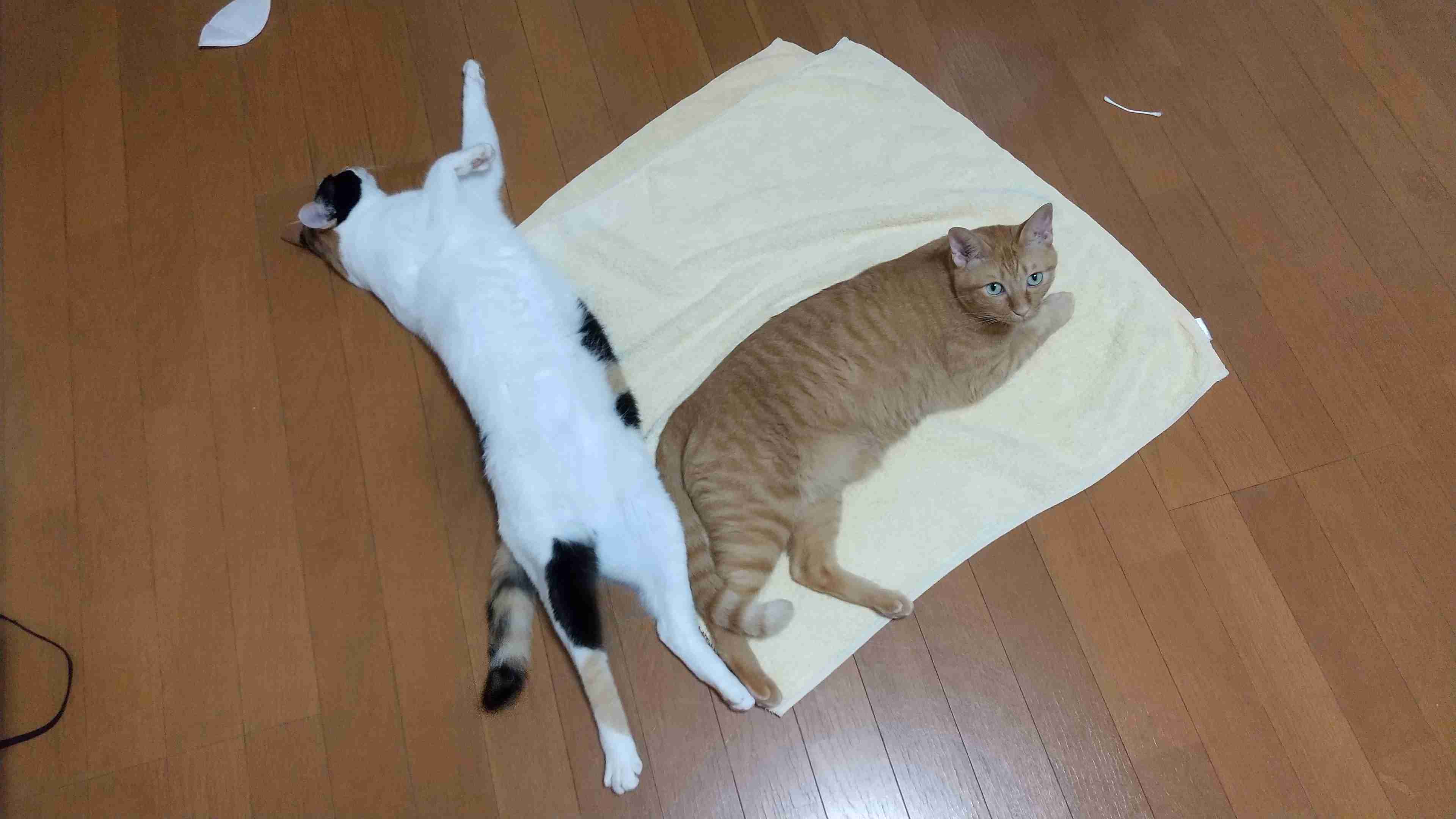 【画像】いろんな三毛猫大集合