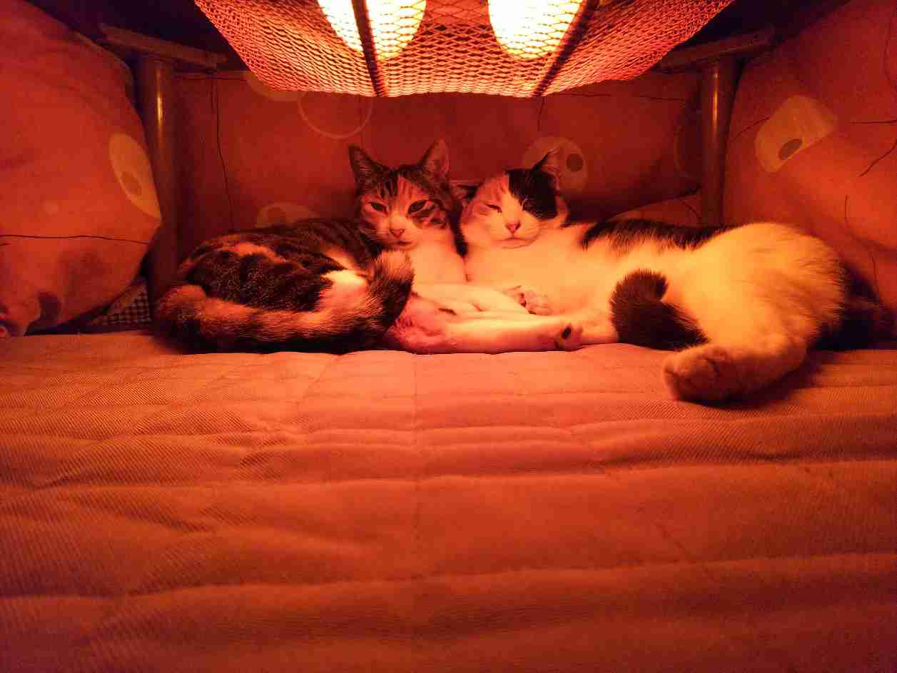 【画像】いろんな三毛猫大集合