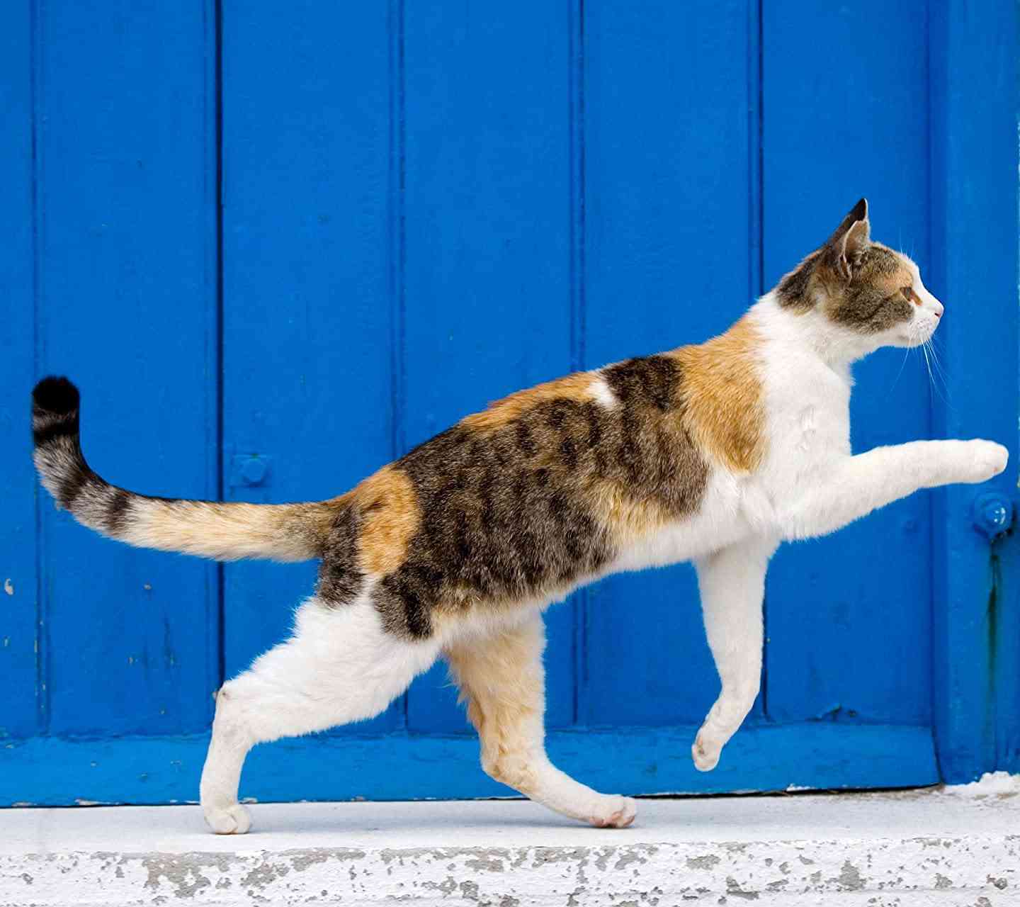 【画像】いろんな三毛猫大集合