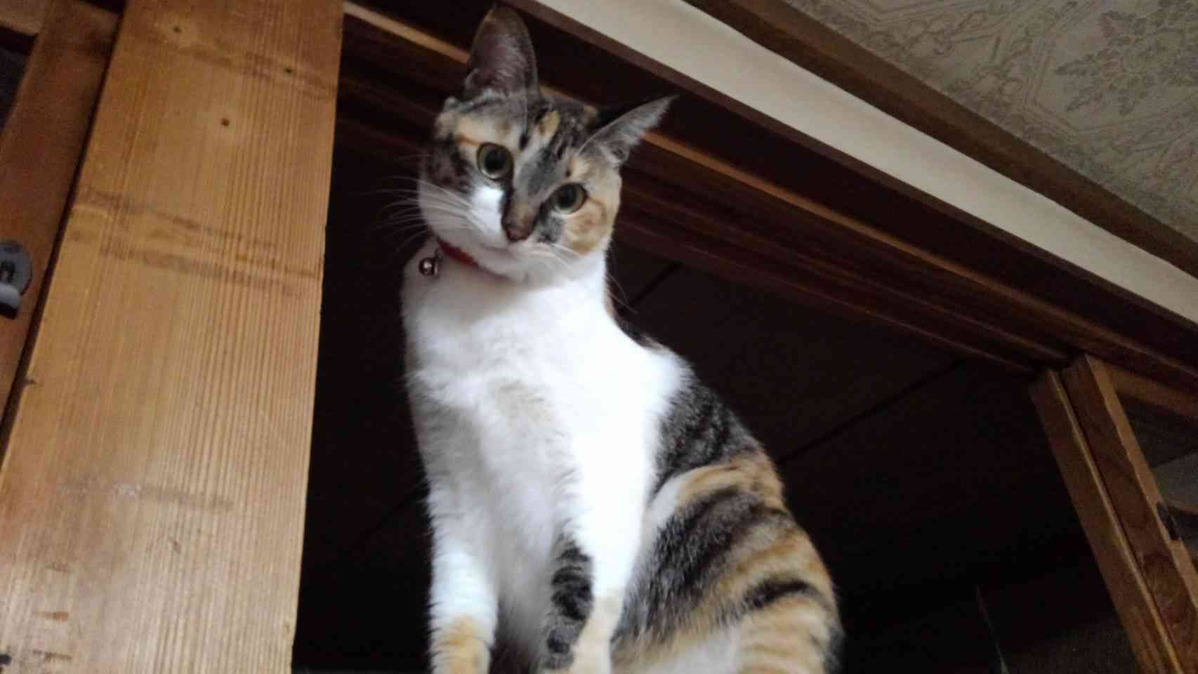 【画像】いろんな三毛猫大集合