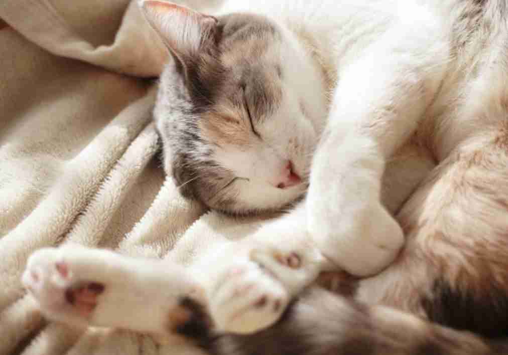 【画像】いろんな三毛猫大集合