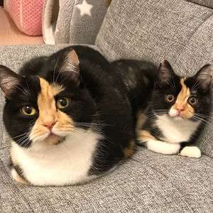 【画像】いろんな三毛猫大集合