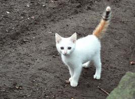 【画像】いろんな三毛猫大集合