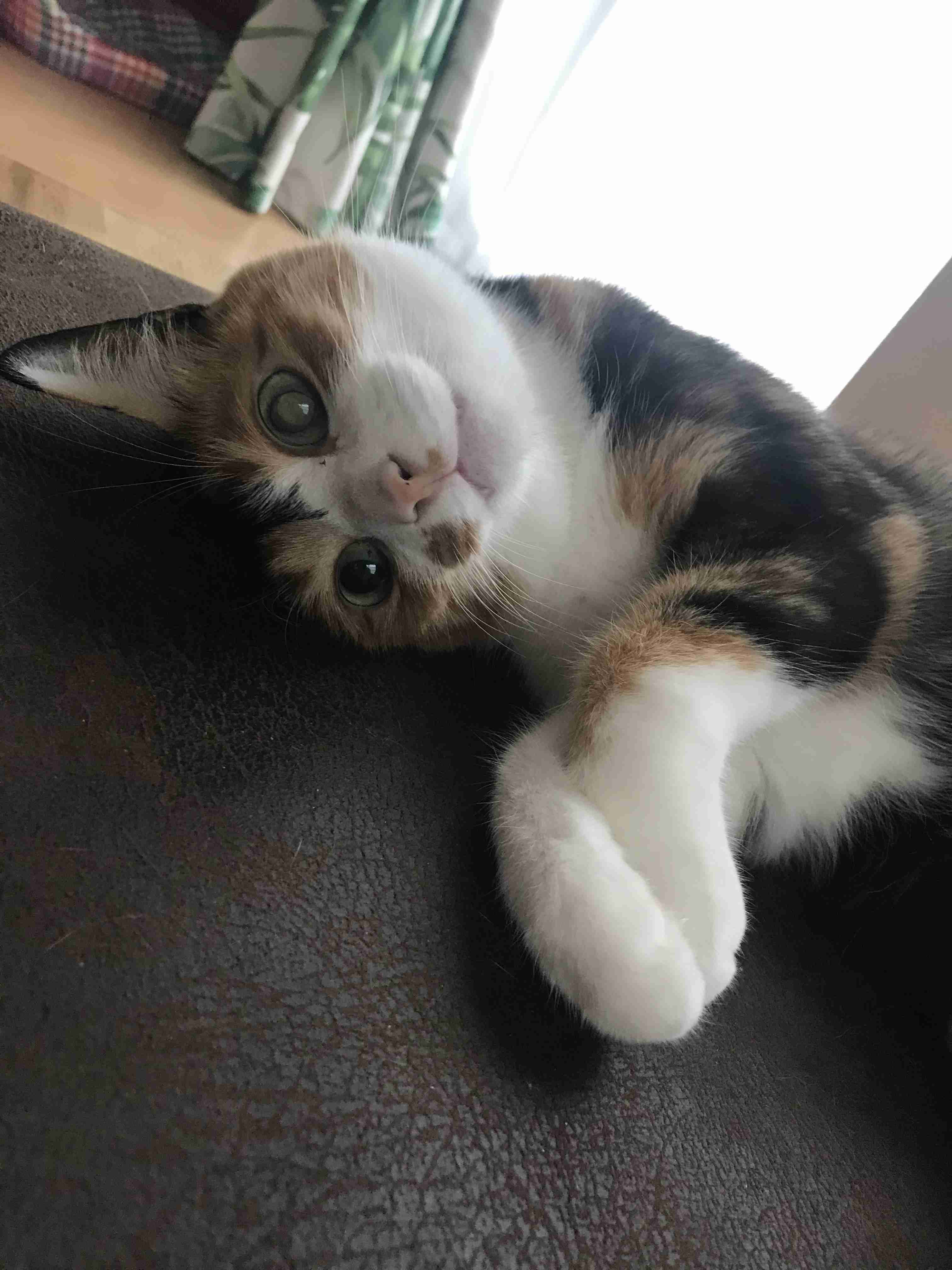 【画像】いろんな三毛猫大集合
