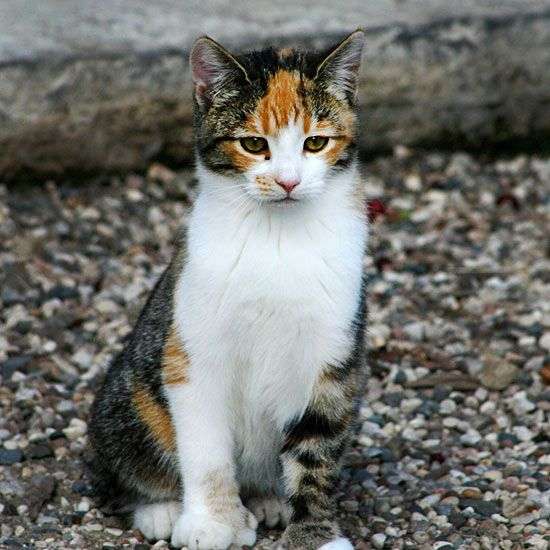 【画像】いろんな三毛猫大集合