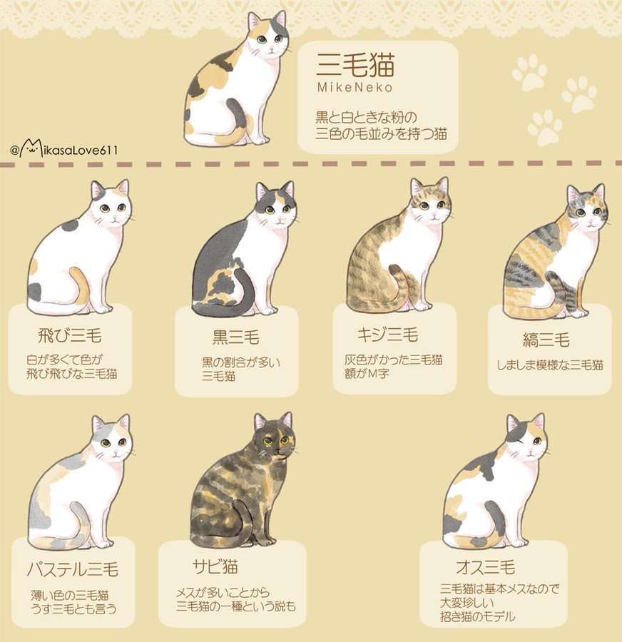 【画像】いろんな三毛猫大集合