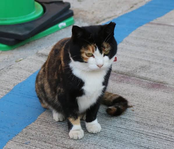 【画像】いろんな三毛猫大集合