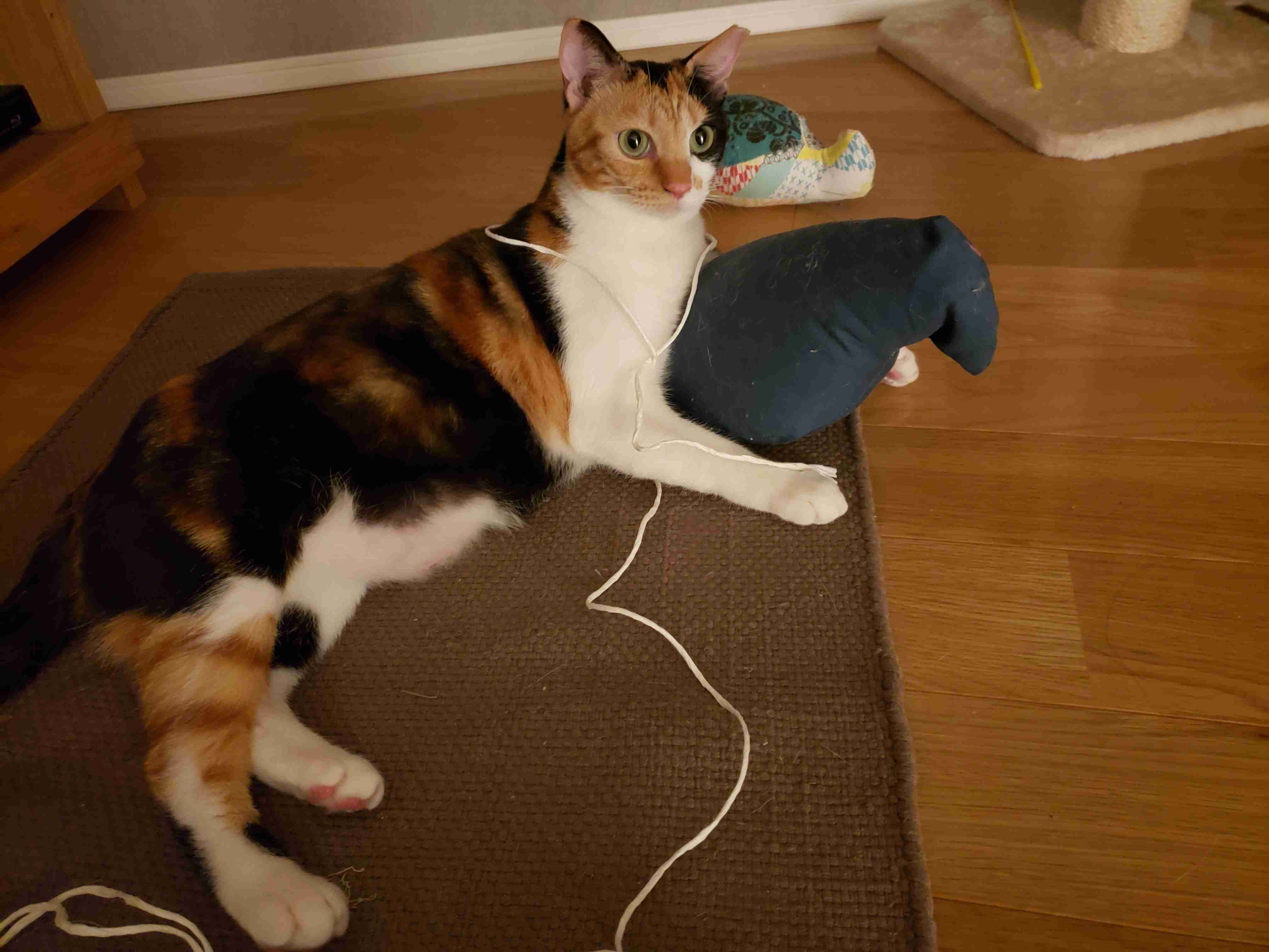 【画像】いろんな三毛猫大集合