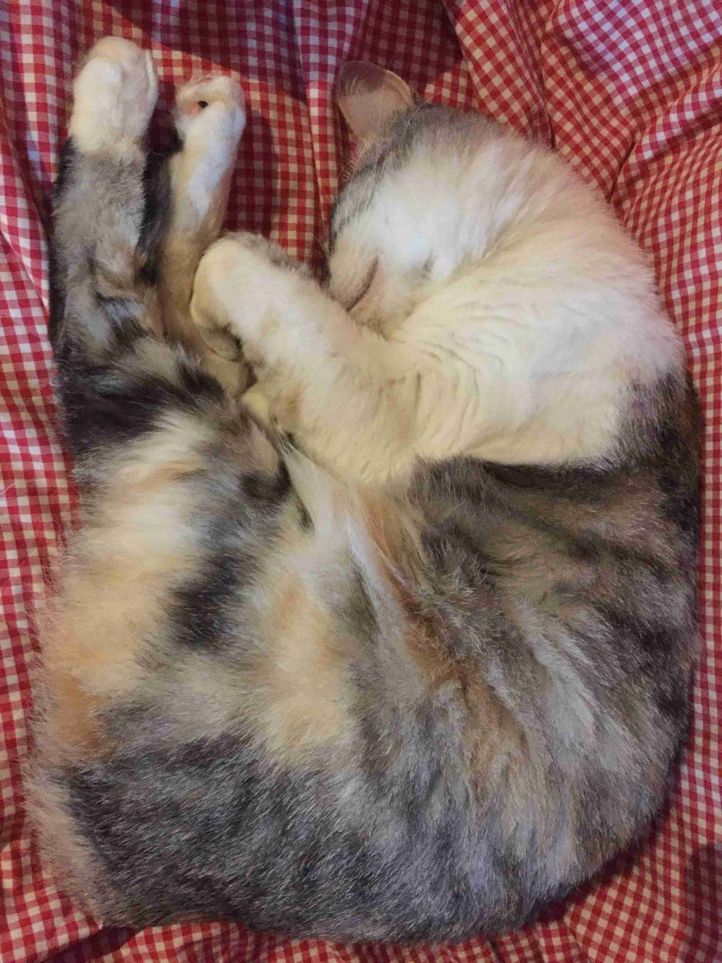 【画像】いろんな三毛猫大集合