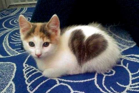 【画像】いろんな三毛猫大集合