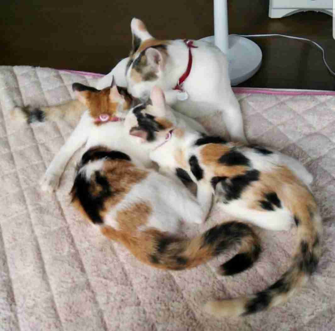 【画像】いろんな三毛猫大集合