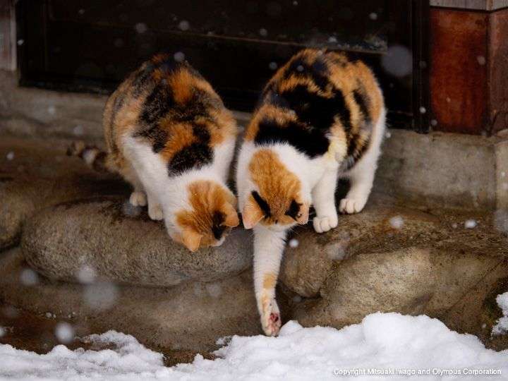 【画像】いろんな三毛猫大集合