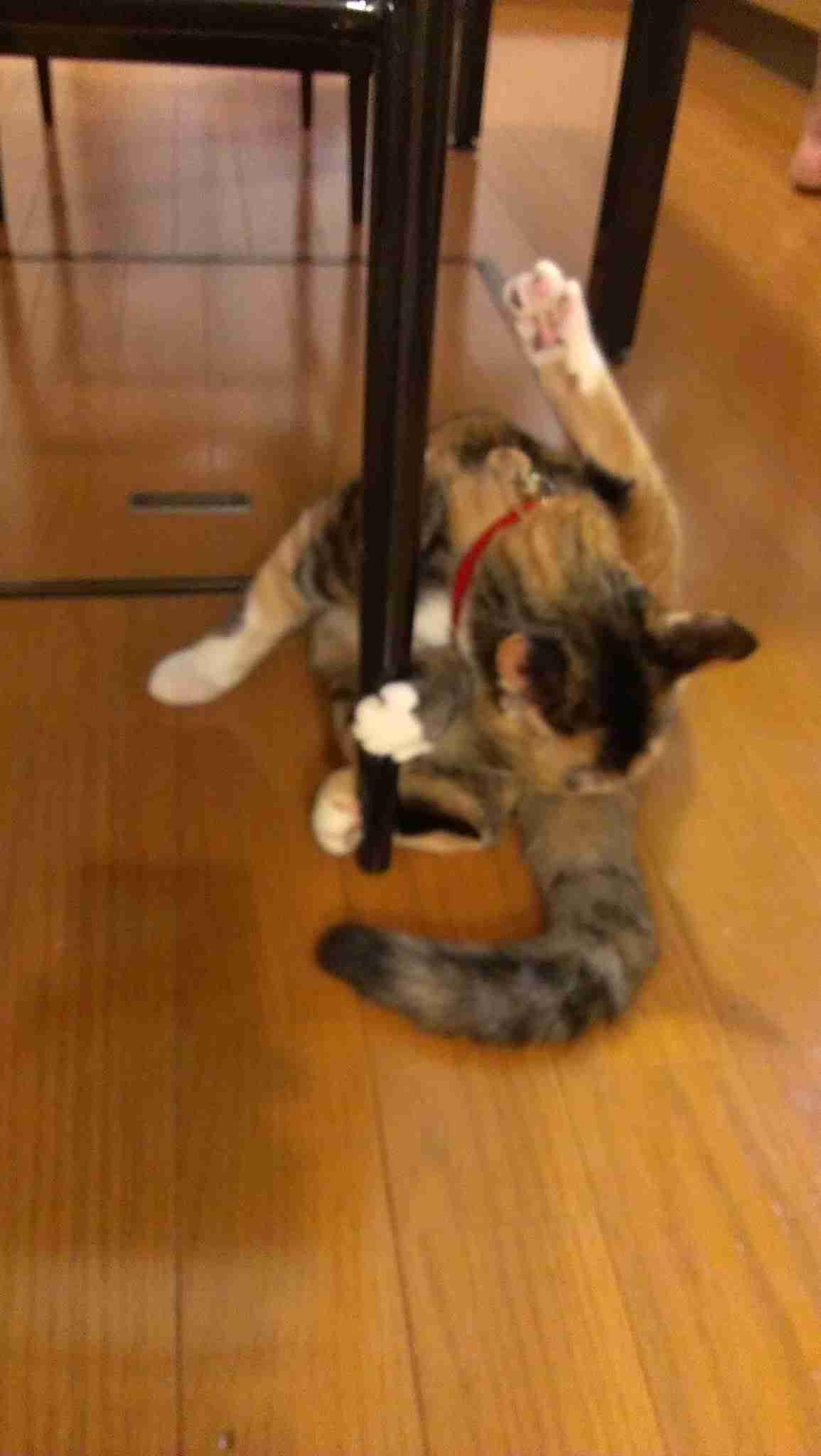 【画像】いろんな三毛猫大集合