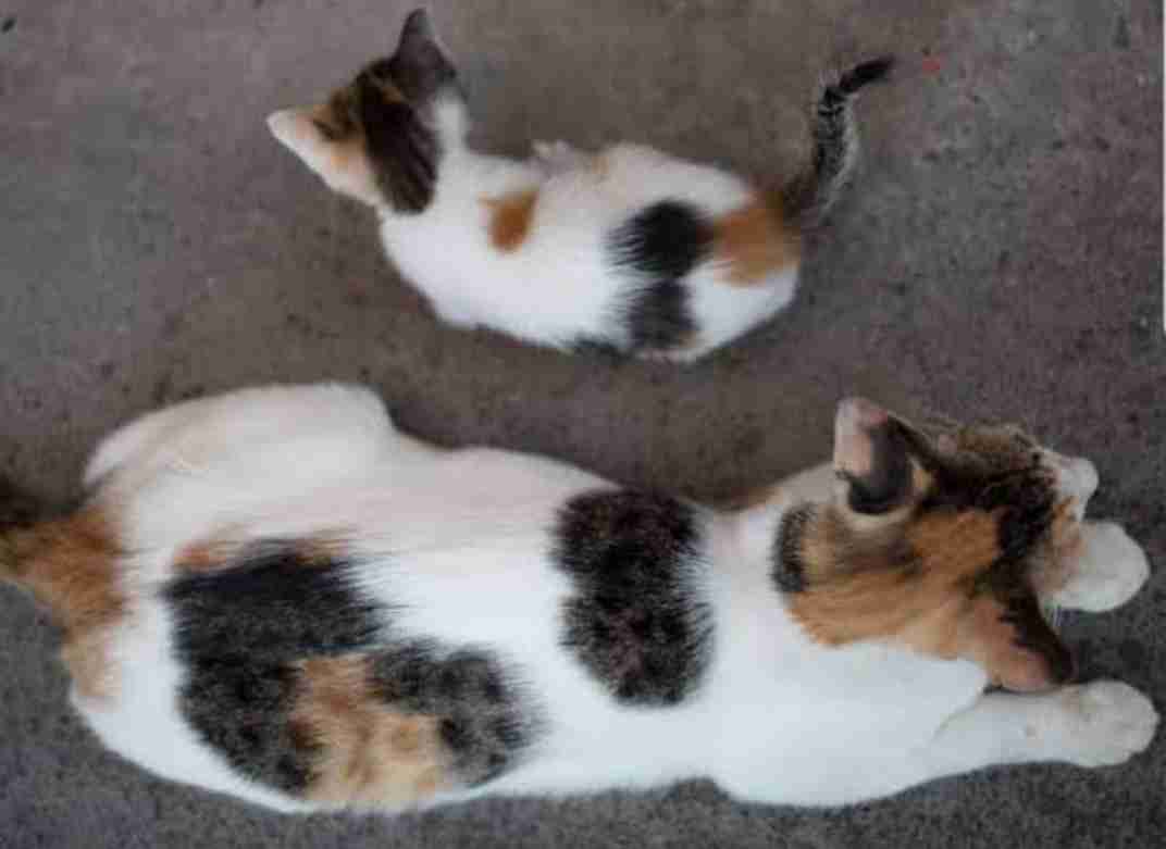 【画像】いろんな三毛猫大集合