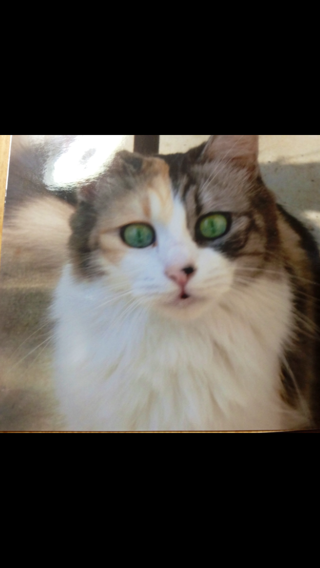 【画像】いろんな三毛猫大集合