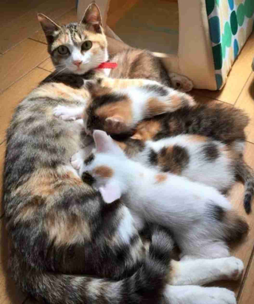 【画像】いろんな三毛猫大集合