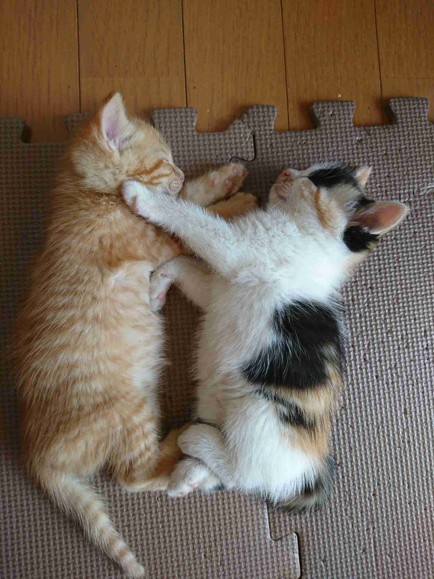 【画像】いろんな三毛猫大集合