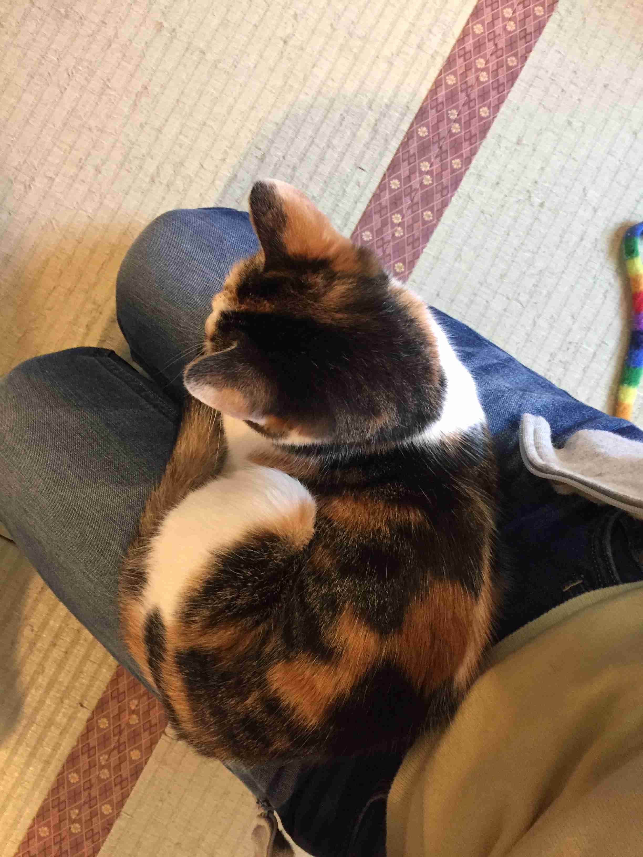 【画像】いろんな三毛猫大集合