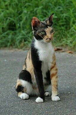 【画像】いろんな三毛猫大集合
