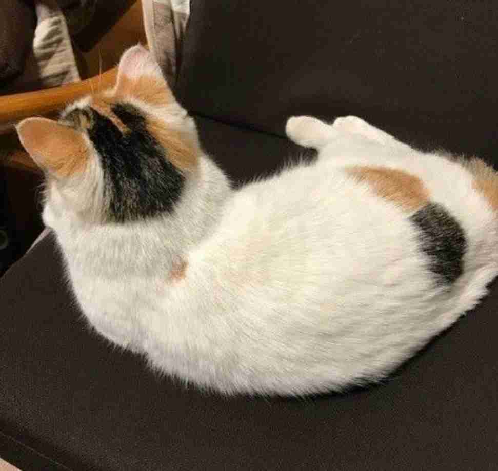 【画像】いろんな三毛猫大集合