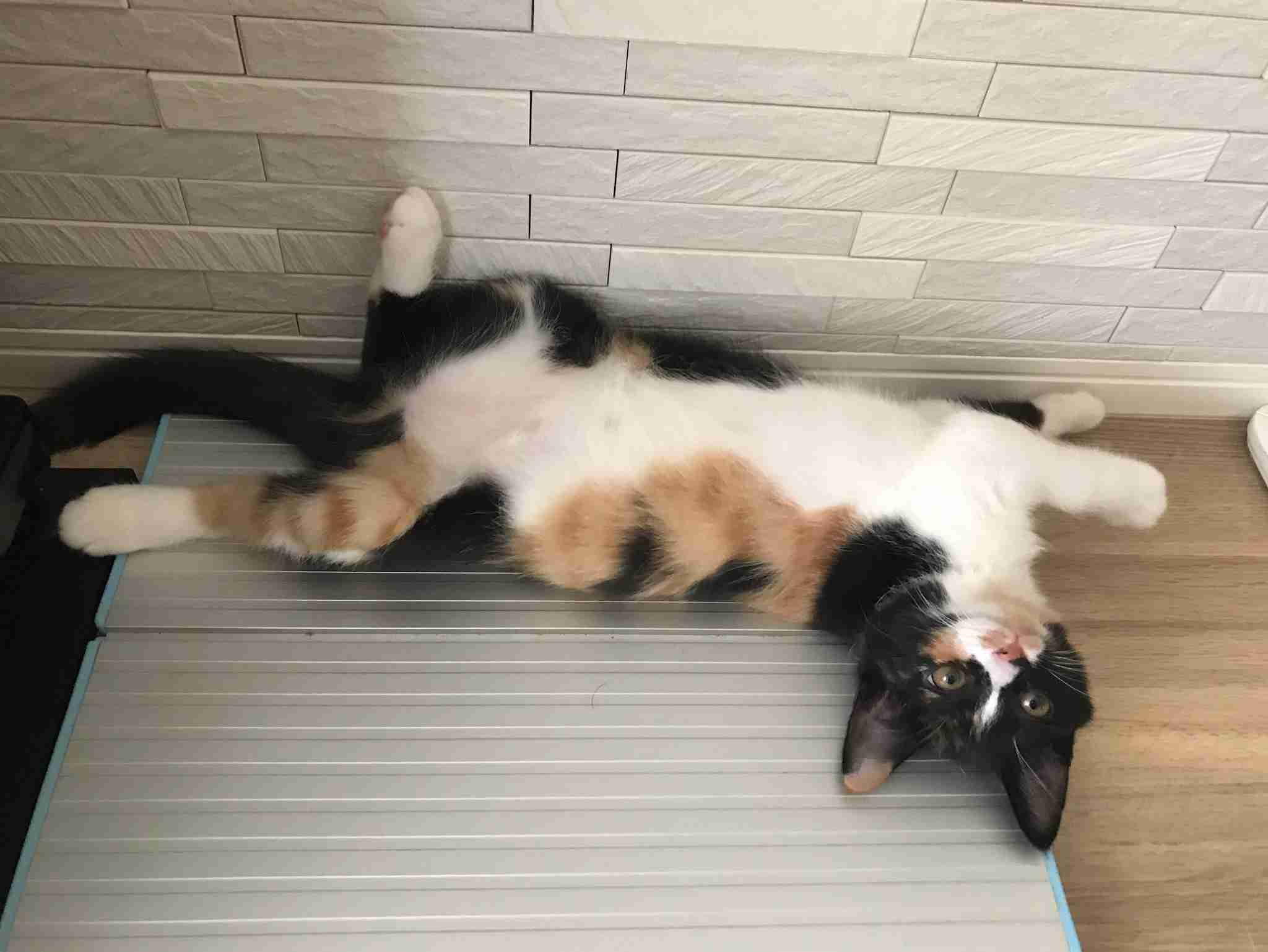 【画像】いろんな三毛猫大集合