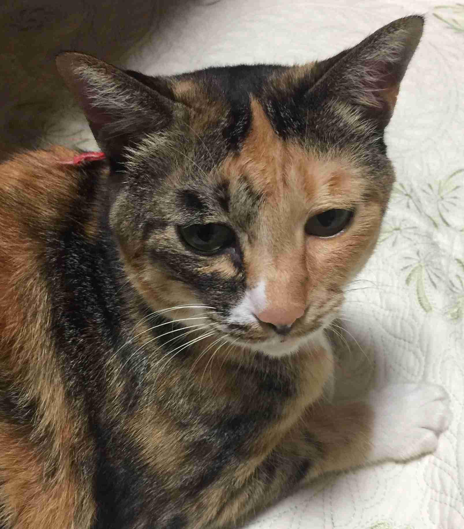 【画像】いろんな三毛猫大集合