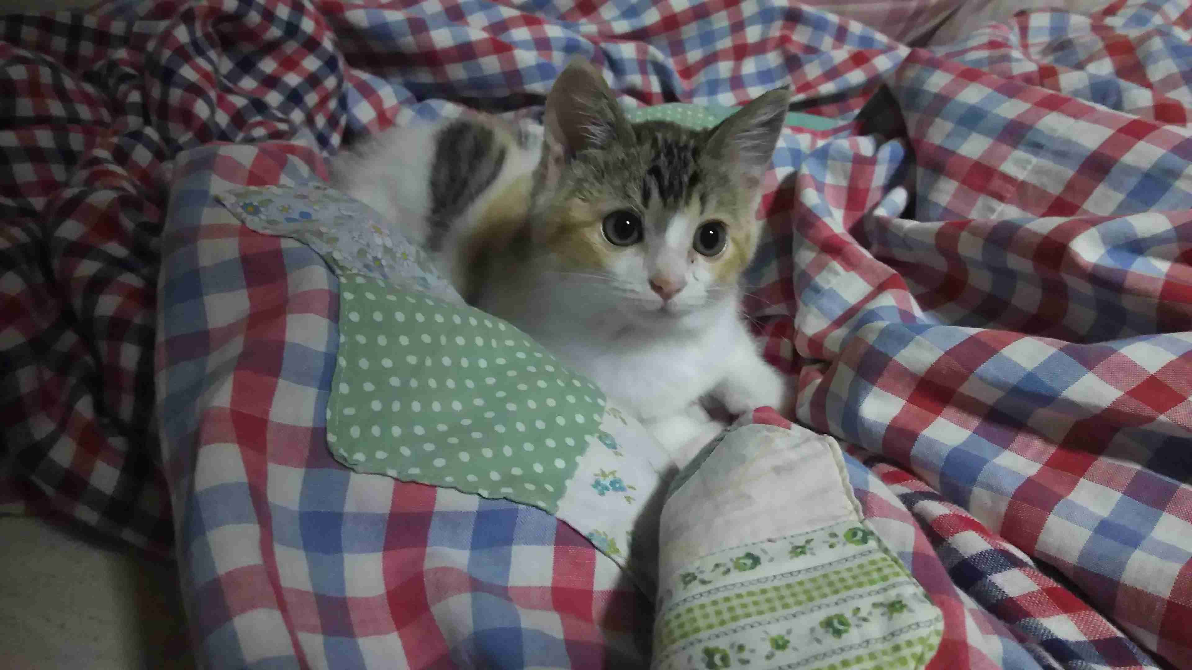 【画像】いろんな三毛猫大集合
