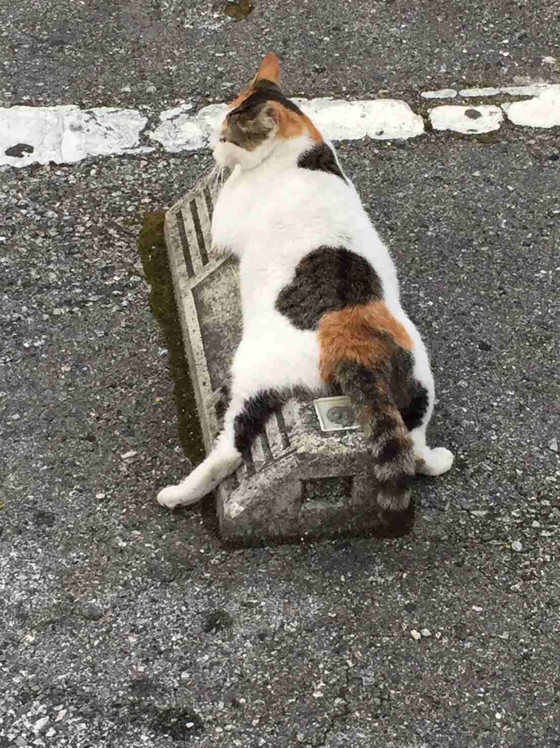 【画像】いろんな三毛猫大集合