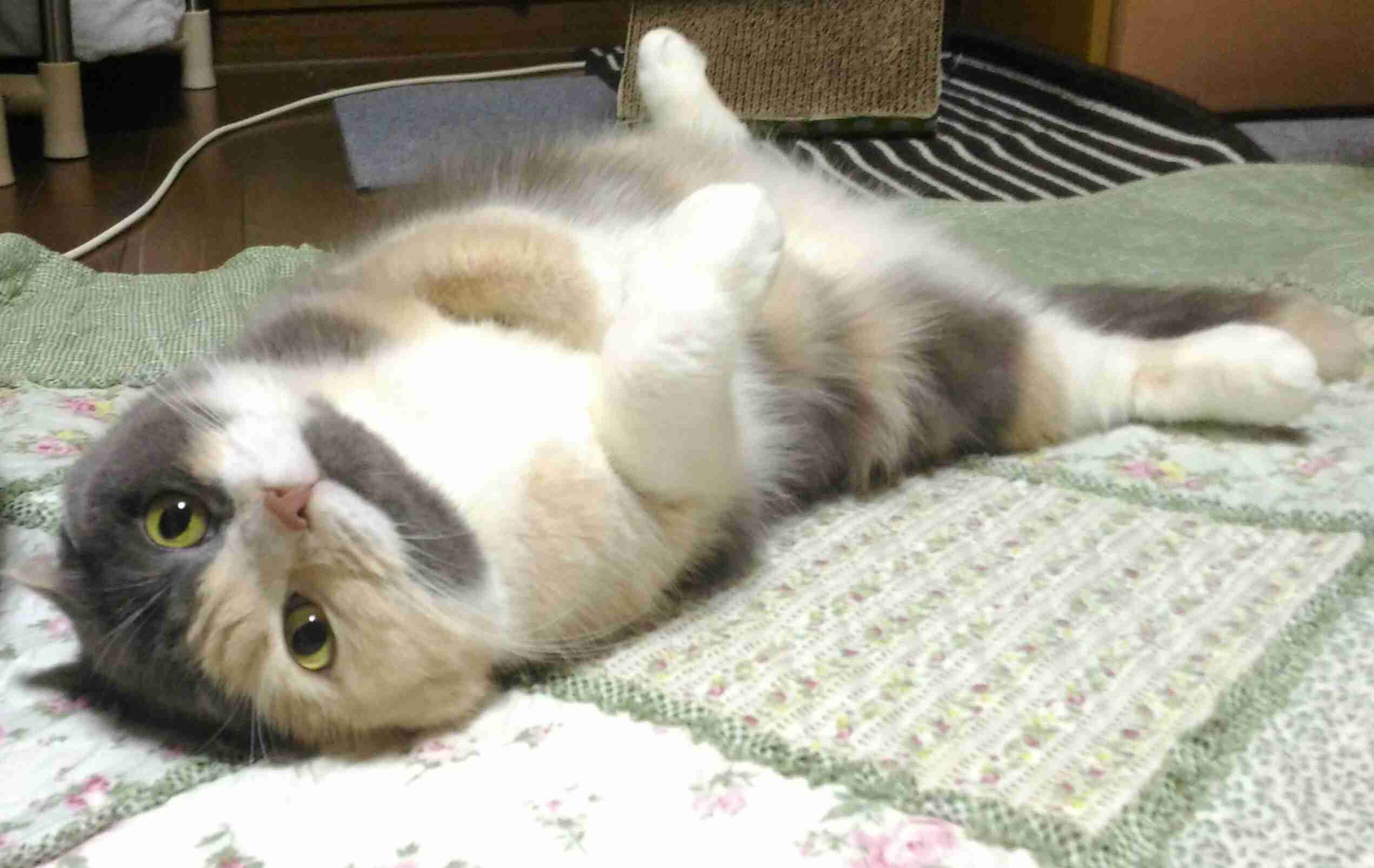 【画像】いろんな三毛猫大集合