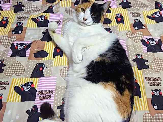 【画像】いろんな三毛猫大集合