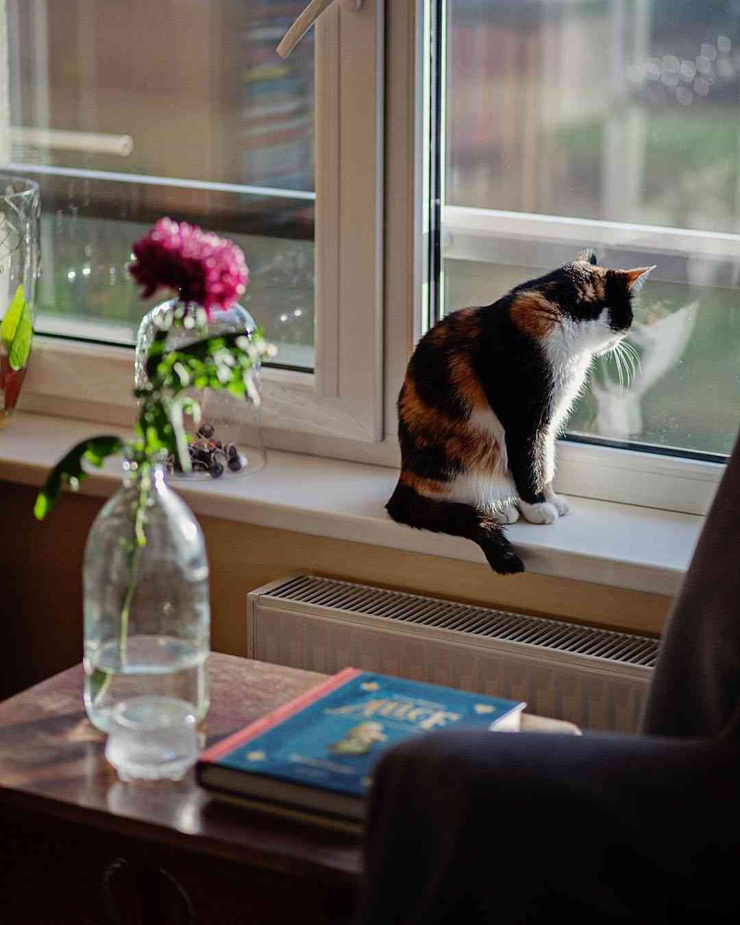 【画像】いろんな三毛猫大集合