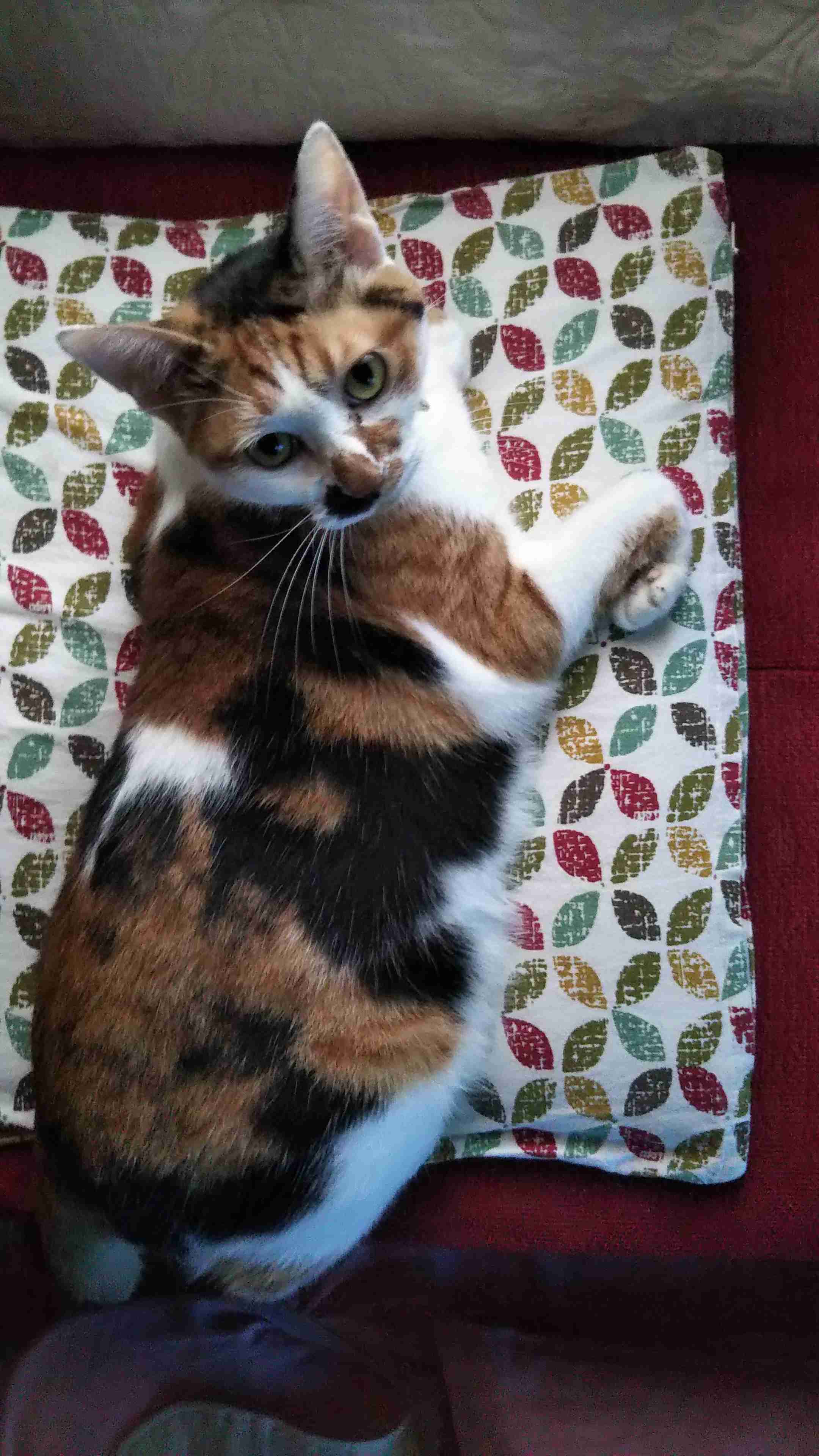 【画像】いろんな三毛猫大集合