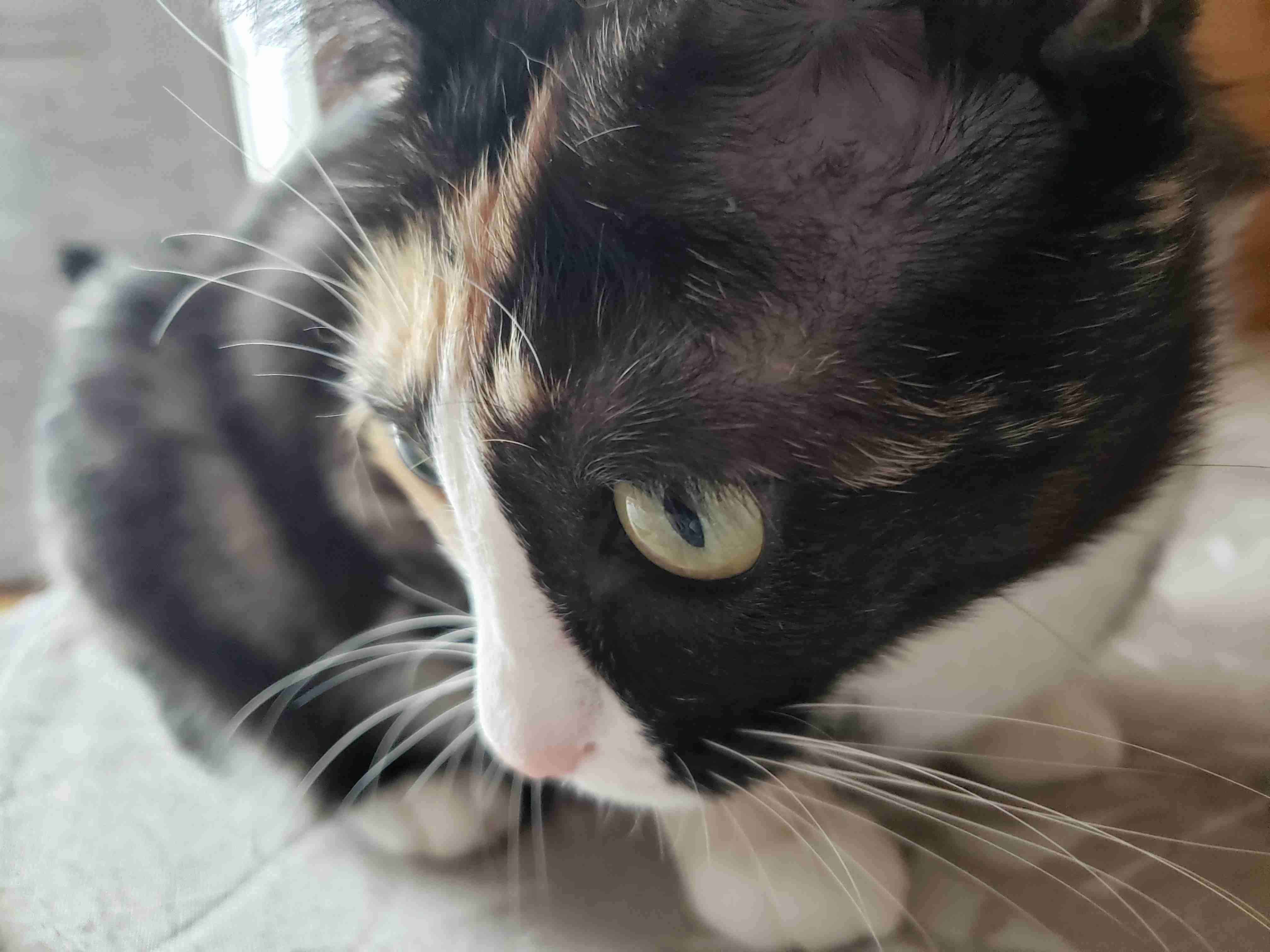 【画像】いろんな三毛猫大集合