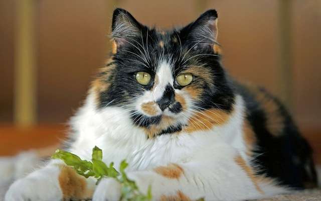 【画像】いろんな三毛猫大集合