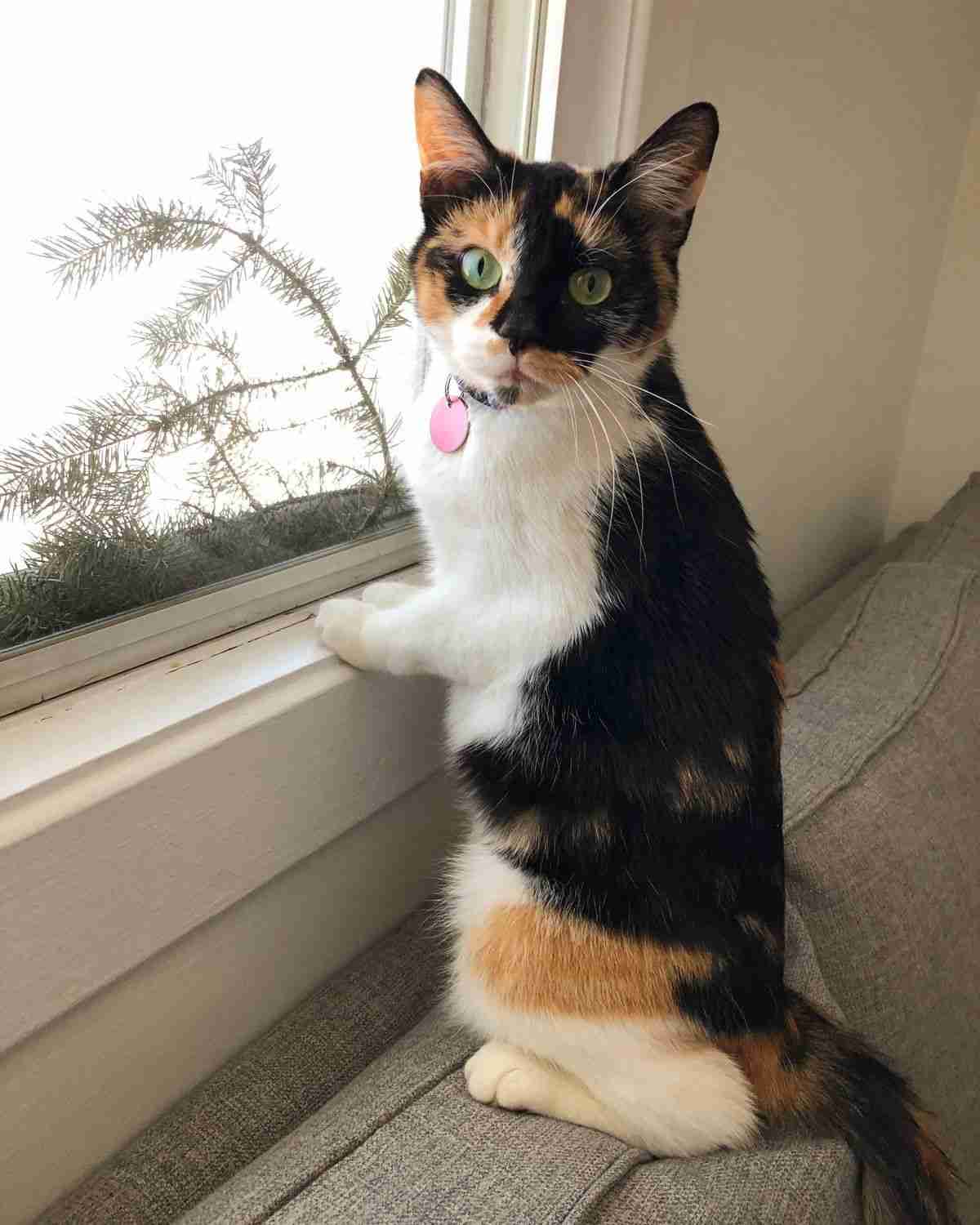 【画像】いろんな三毛猫大集合