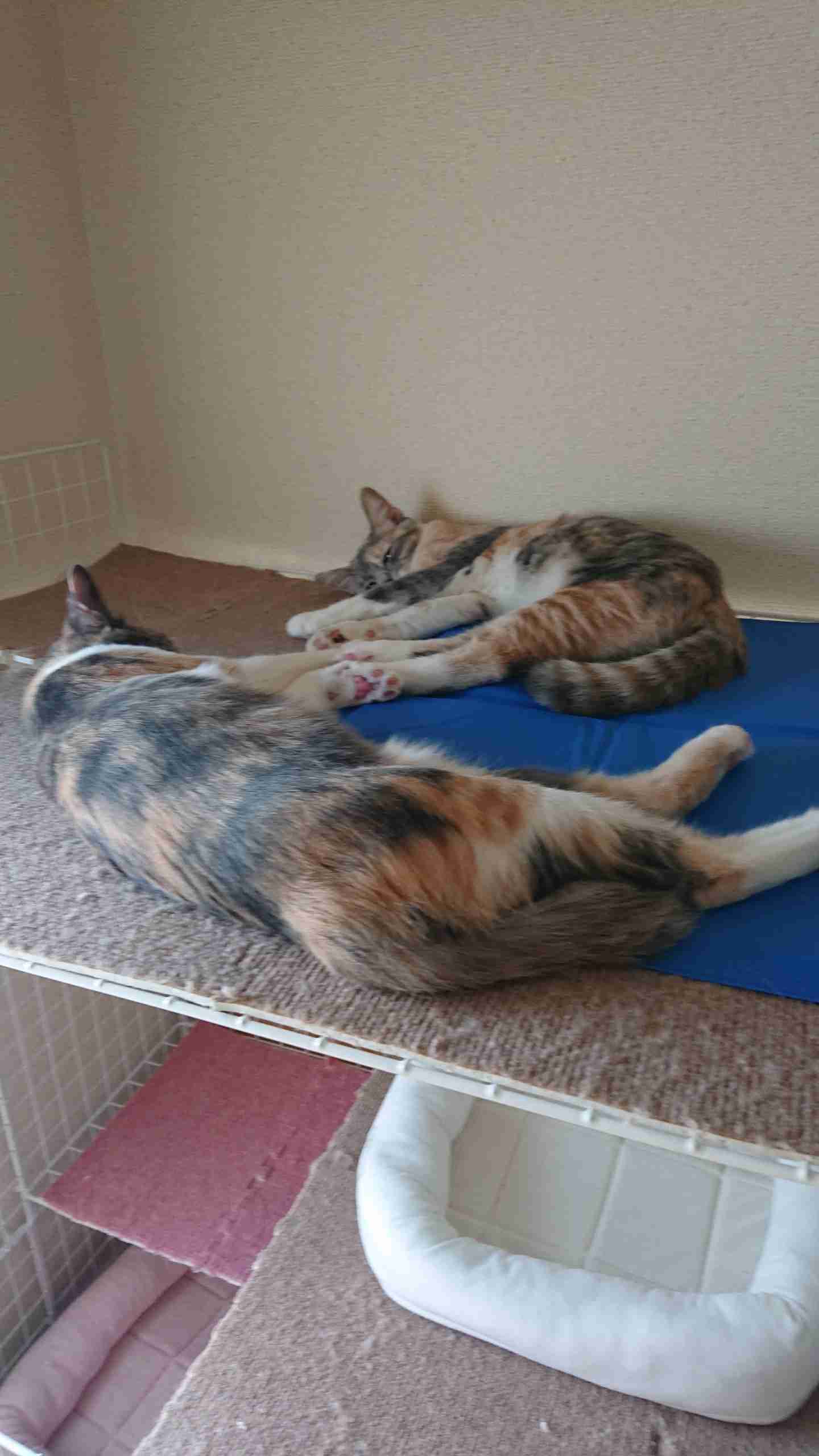 【画像】いろんな三毛猫大集合
