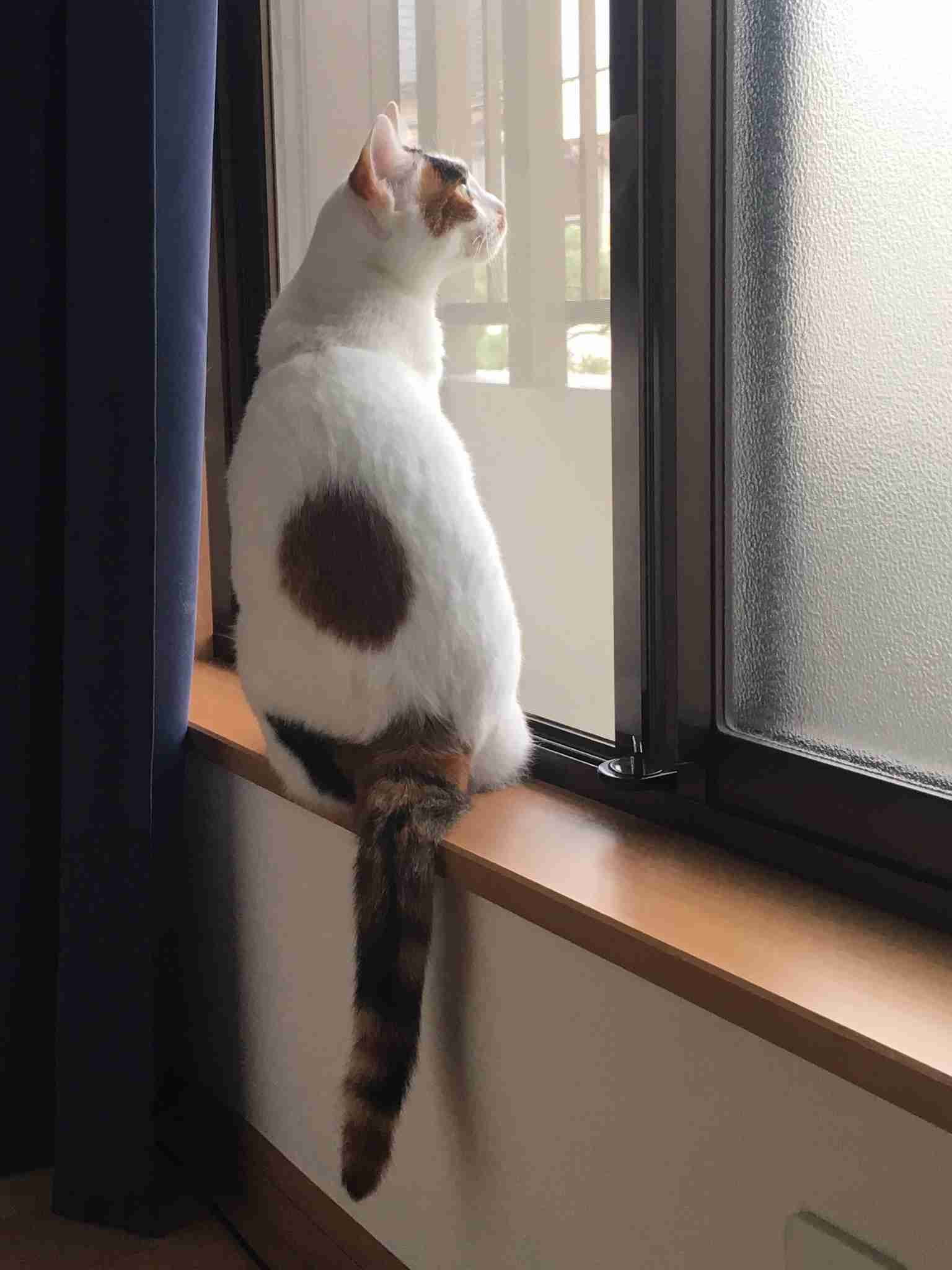 【画像】いろんな三毛猫大集合