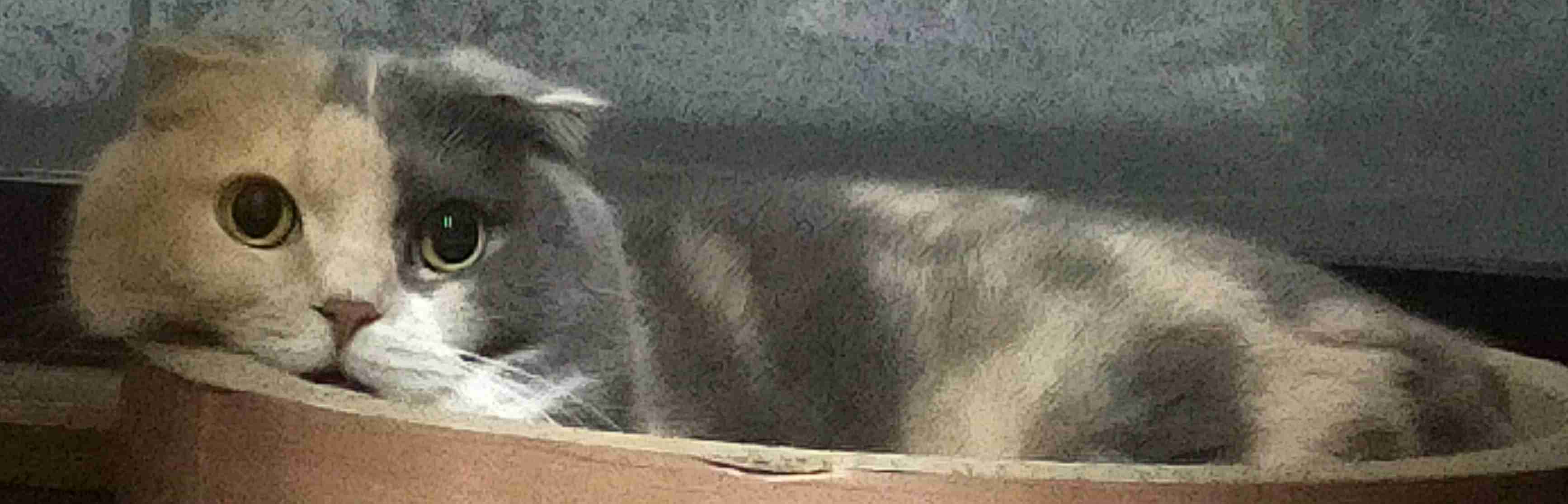 【画像】いろんな三毛猫大集合