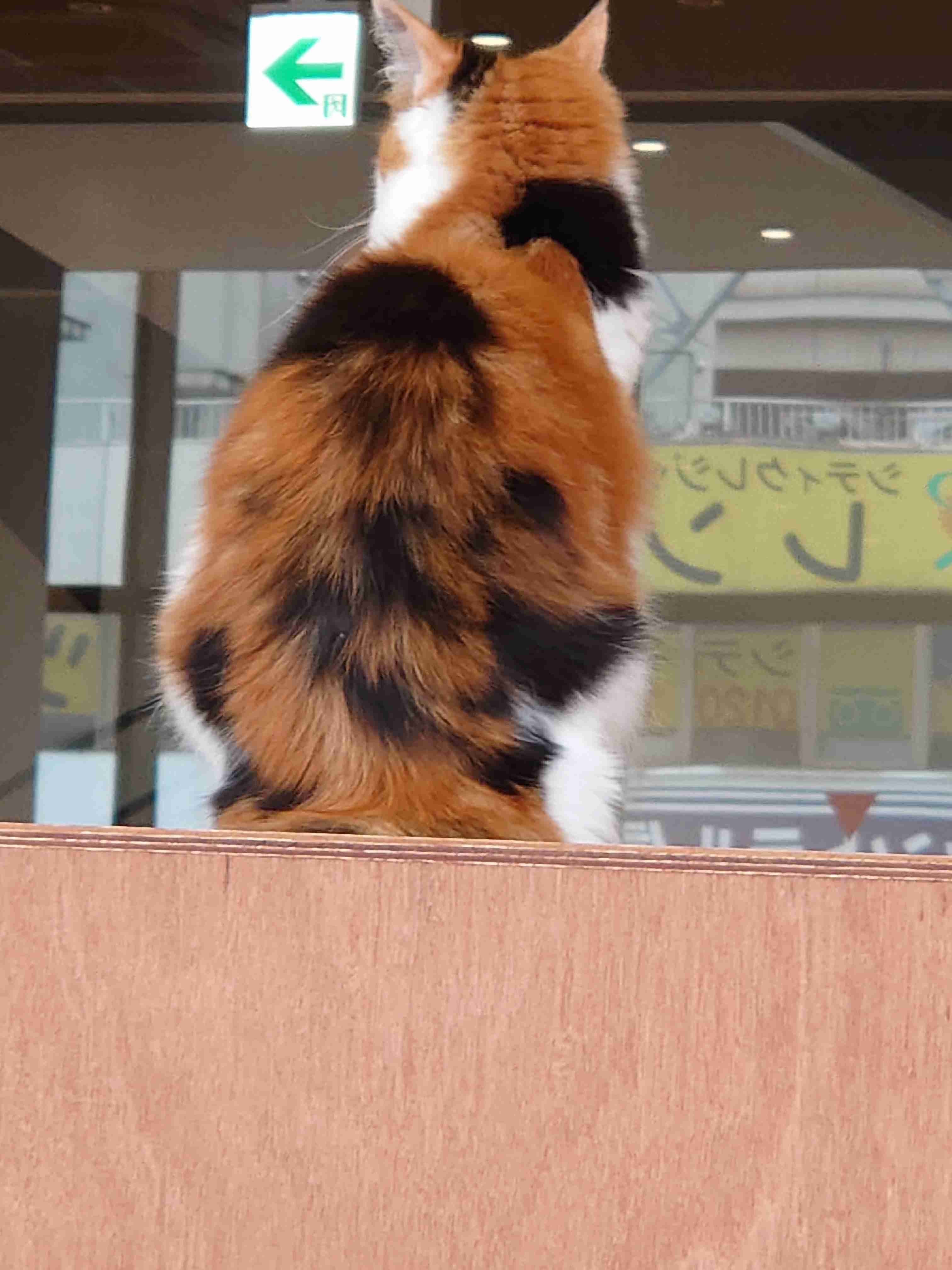 【画像】いろんな三毛猫大集合