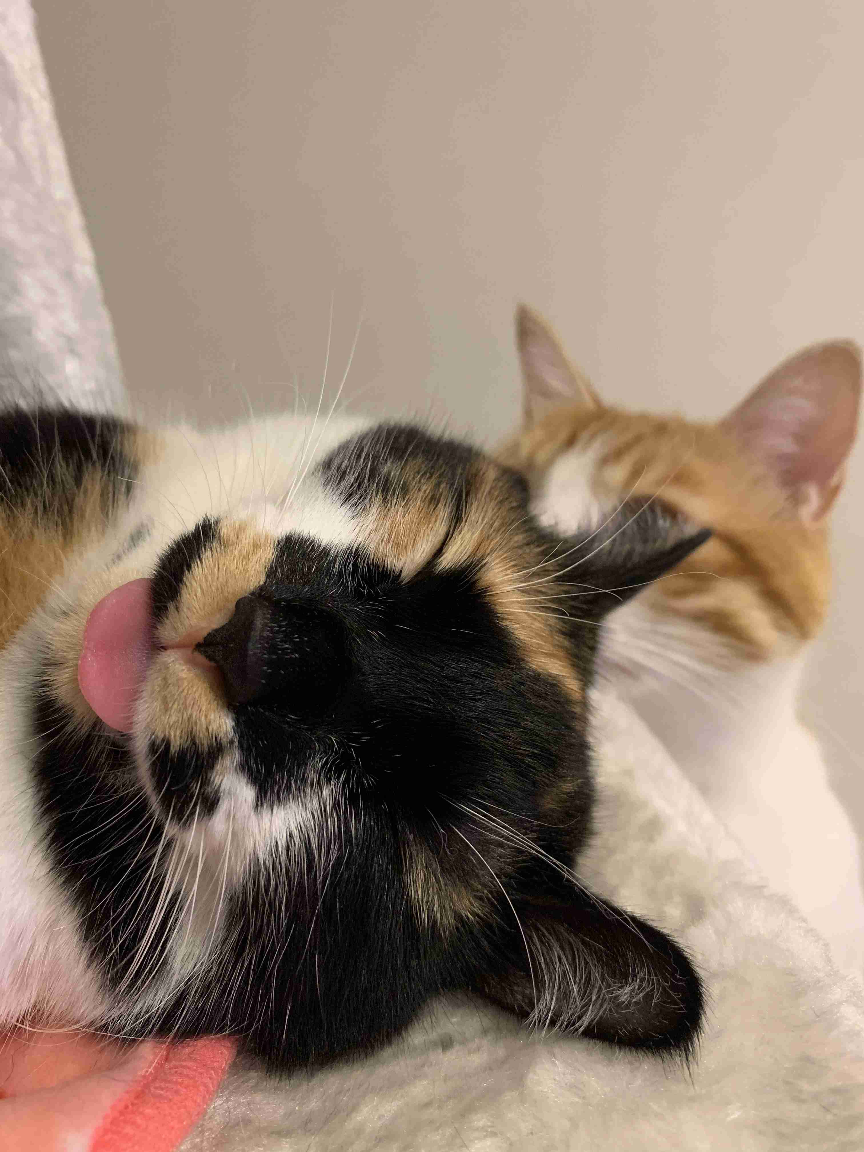 【画像】いろんな三毛猫大集合