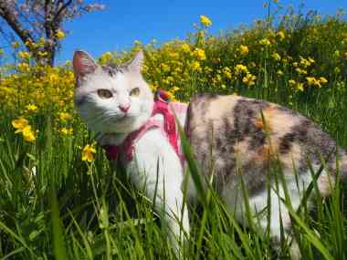 【画像】いろんな三毛猫大集合