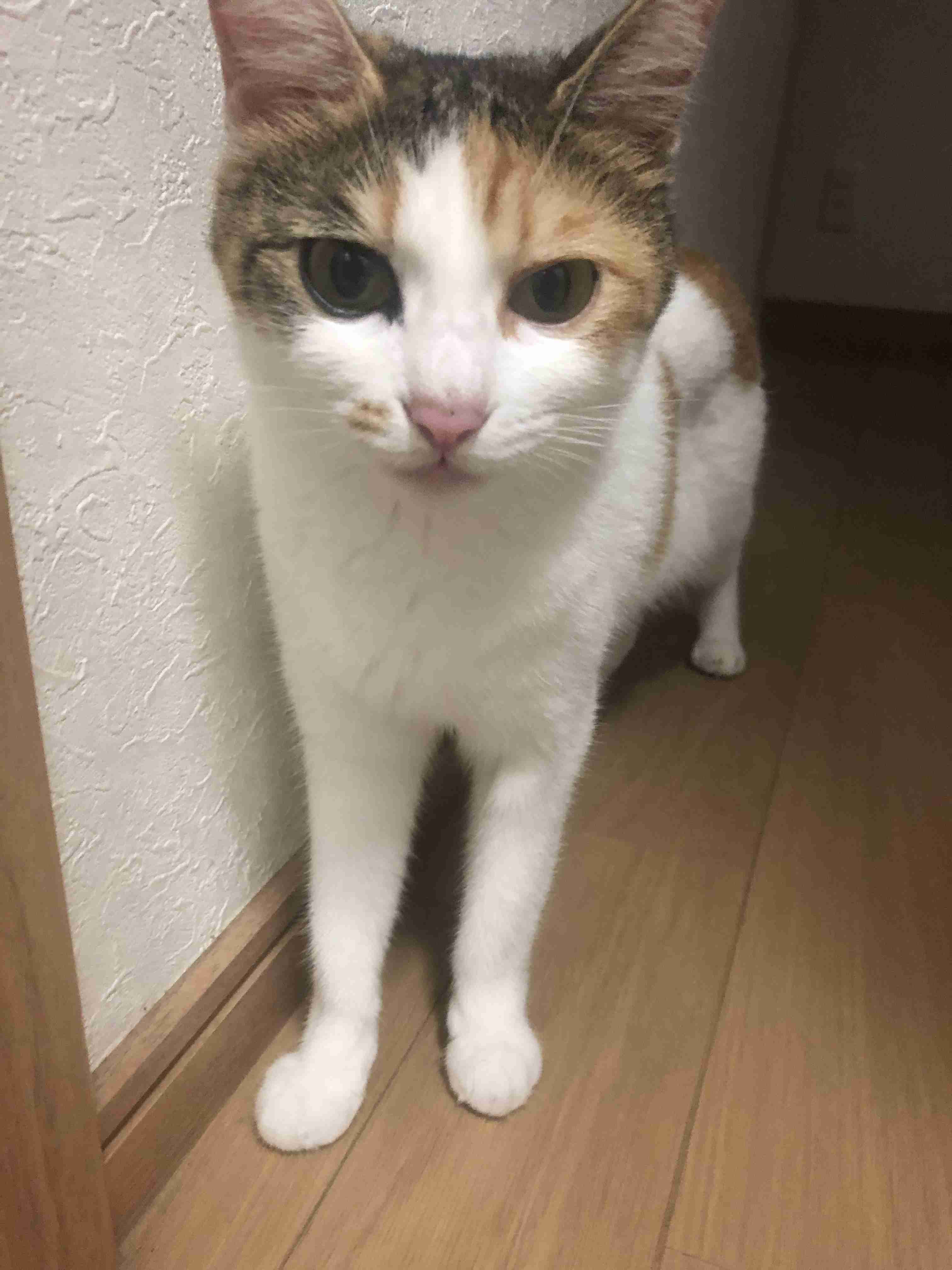 【画像】いろんな三毛猫大集合