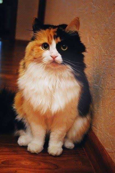 【画像】いろんな三毛猫大集合