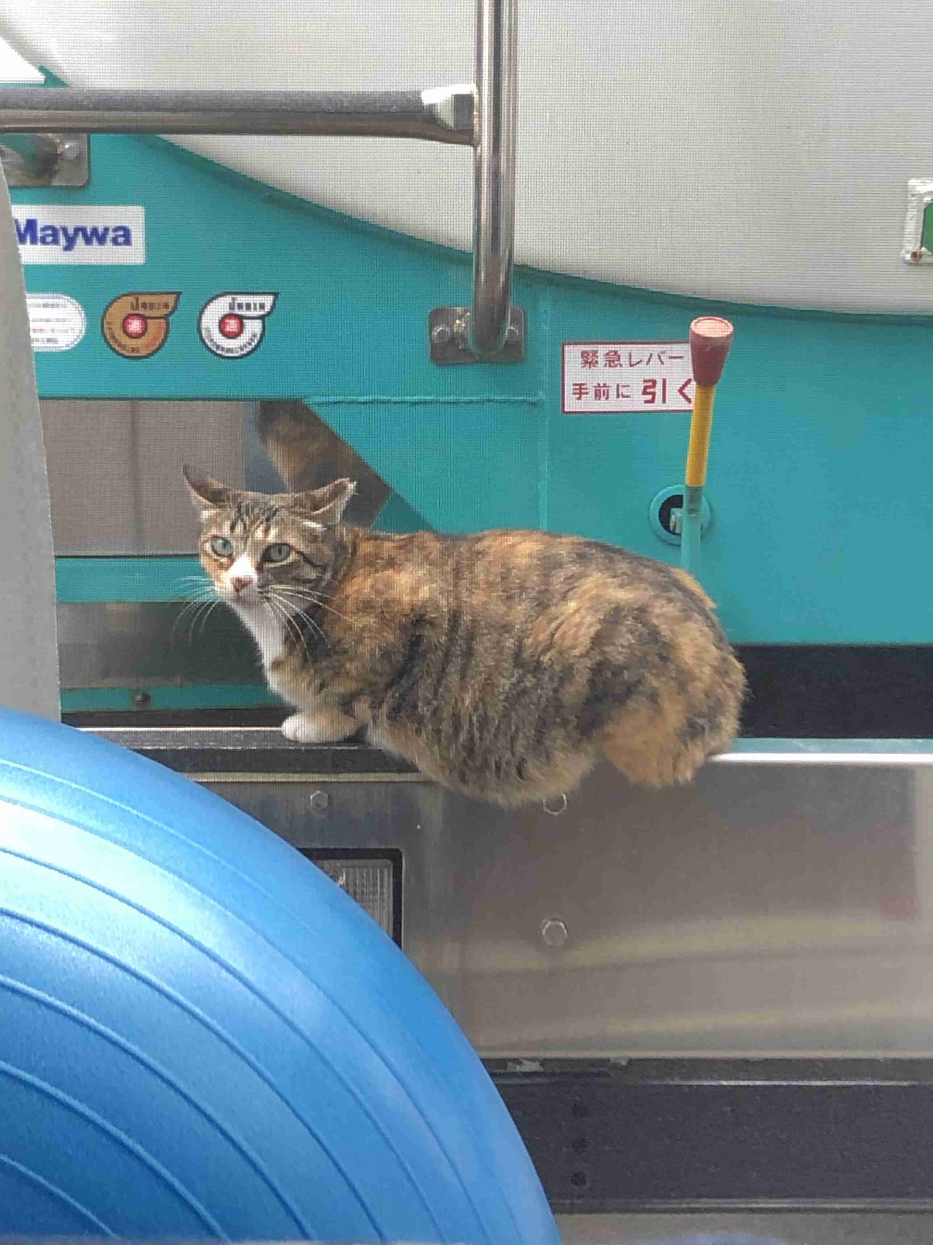 【画像】いろんな三毛猫大集合