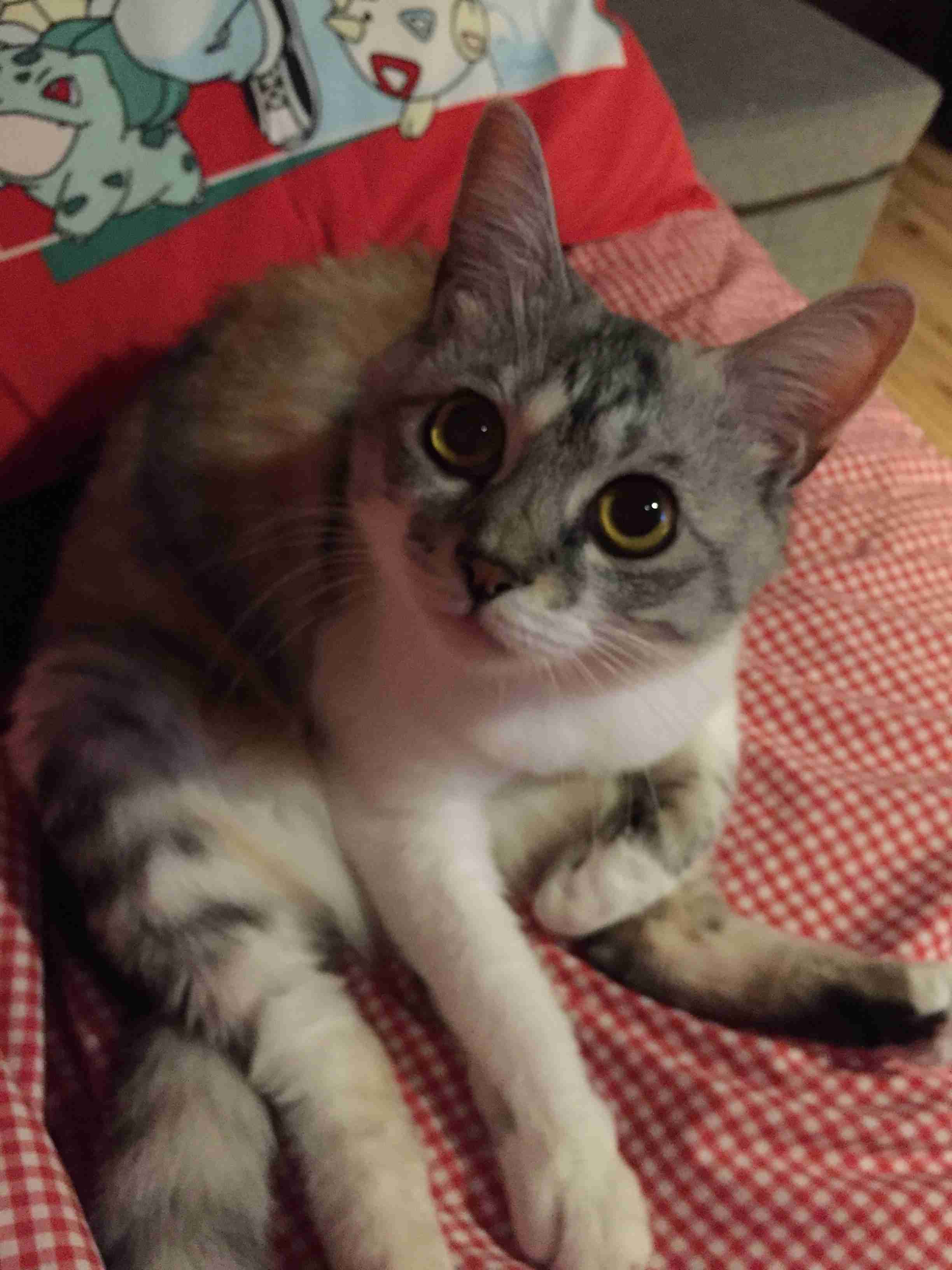 【画像】いろんな三毛猫大集合
