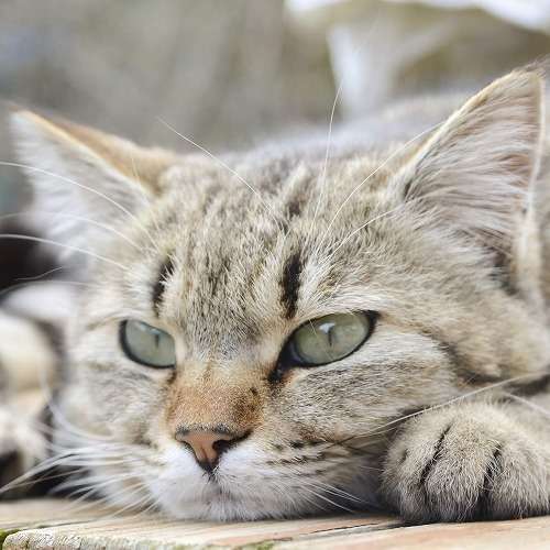 病気、怪我をなめていてひどい目にあったこと