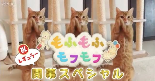 【NHK】おすすめな番組