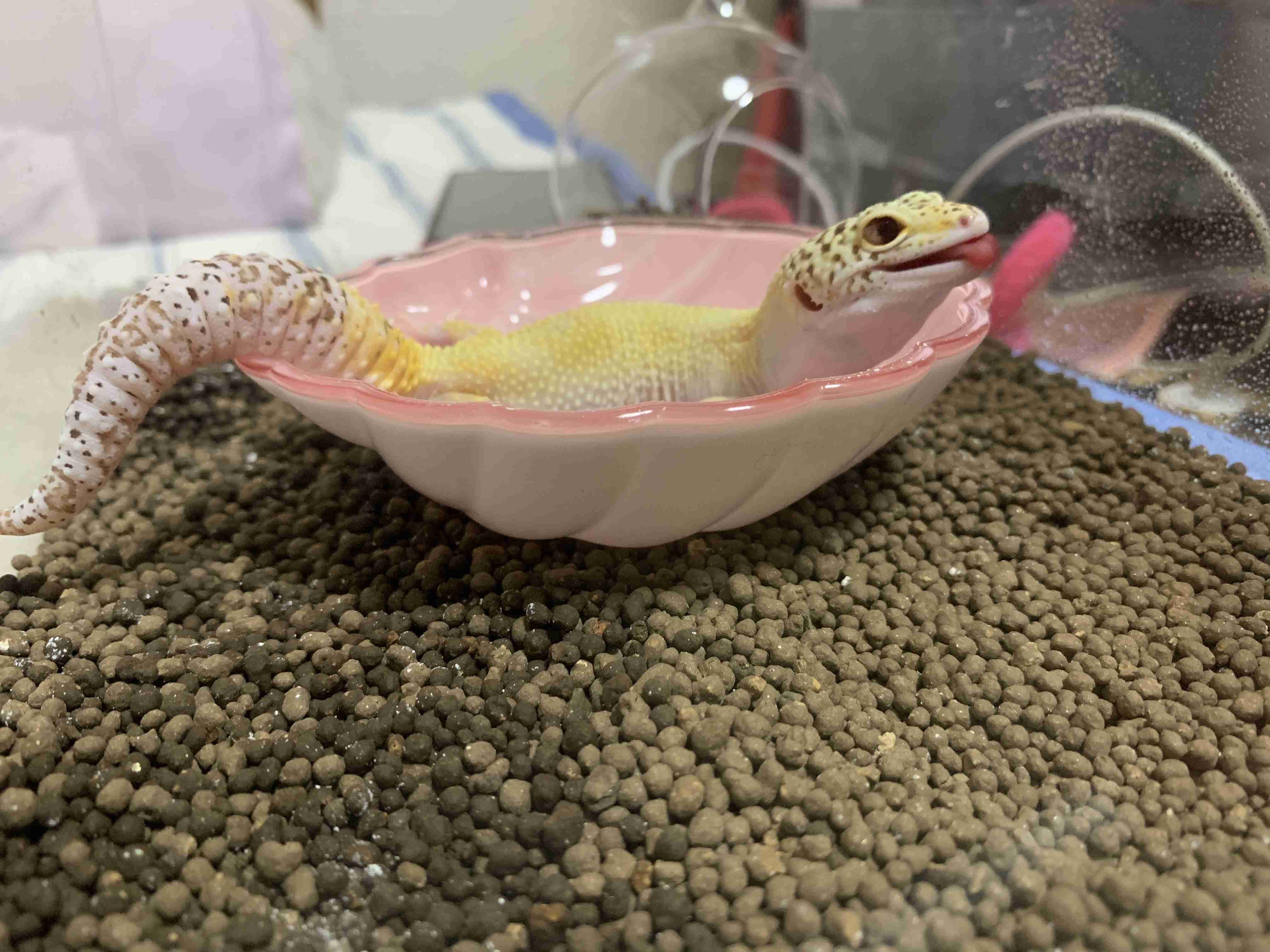 トカゲモドキ お散歩楽しいなーっ ニコニコ 鼻歌が聞こえてきそうなごきげんな表情がかわいい ガールズちゃんねる Girls Channel