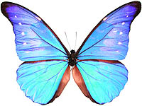 綺麗な蝶の画像が集まるトピ ガールズちゃんねる Girls Channel