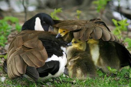 動物の親子の画像